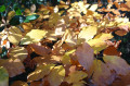 teintes d'automne teintes d'automne