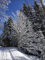 Temps de neige