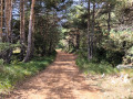 The forest at the start of the route