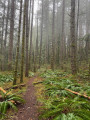 The forest path