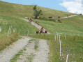 The herd coming home for milking