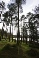 The lake viewed through the trees