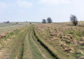 Red Barn circular via the Ridgeway, Lambourn