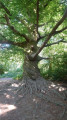 Tehidy Woodland trail, and the twisted trunk Beech tree