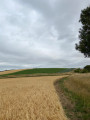 The view