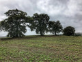 Three trees in an open field near Epping Forest