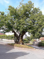 Vieux tilleul
