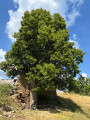 Baume Longe lime tree
