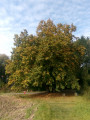 Tilleul de Joncquoy