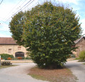 Tilleul de Sully
