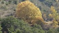 Tilleuls aux couleurs d'automne