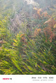 Dans le Bois du Fao