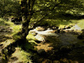 Torrent de l'Escorse