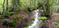 Torrent