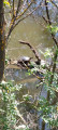 Tortue aquatique