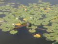Tortue