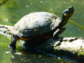 Tortue