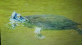 Tortue