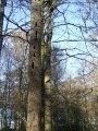 Totem
