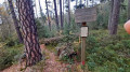 Totes Holz - Neues Leben