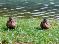 Toujours au bord du lac