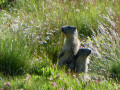 Marmottes