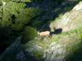 Chamois