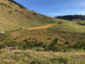 Tourbière au chalets du Jouly