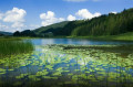 Tourbière de la combe du lac