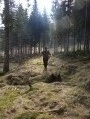 Circuit des tourbières en Forêt Noire du Sud près de Todtmoos Circuit des tourbières en Forêt Noire du Sud près de Todtmoos