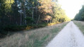 Route forestière du Chemin vert