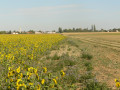 Tournesol Tournesol