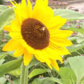 Tournesol13