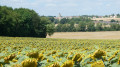 Tournesols vers Salins