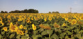 Tournesols