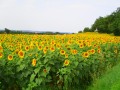Tournesols Tournesols