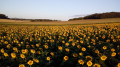 Tournesols