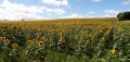 Tournesols