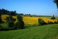 Tournesols