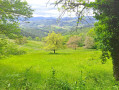 La forêt départementale de Brou