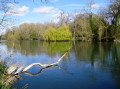Goring to Shillingford