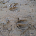 Traces de grands animaux