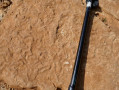 Traces fossiles de vers