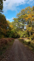 Track in Forest of Dean