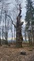 Tränkfeld-Eiche