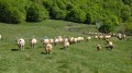 Transhumance
