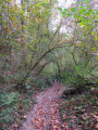 Chemin dans les bois