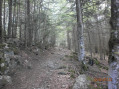Traversée de forêt Traversée de forêt