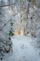 Traversée de la forêt en décembre