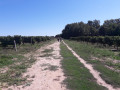 traversée de parcelles de vigne